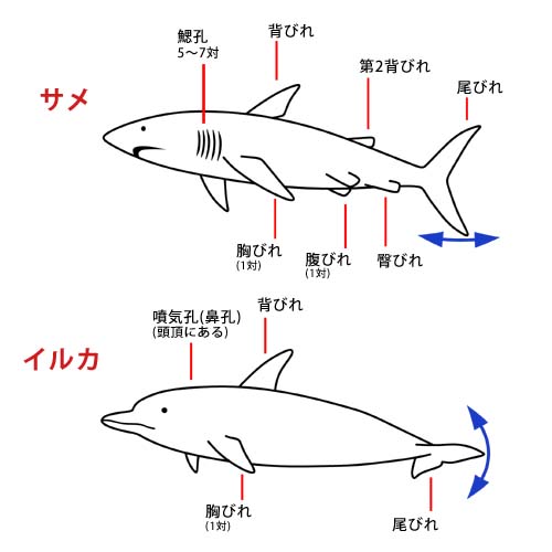 いきもの通信 Vol 358 今日の勉強 イルカとサメ どう違う